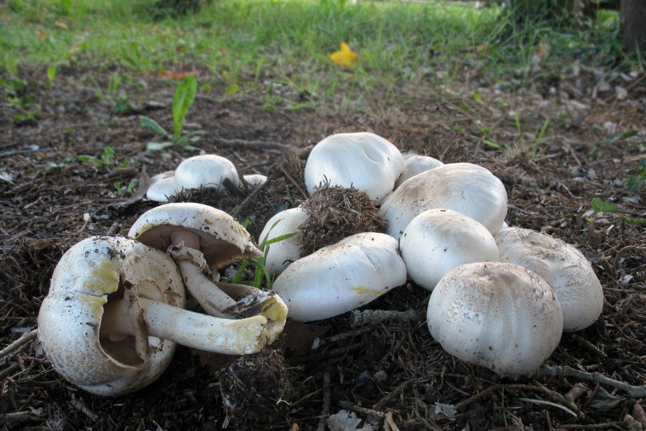 Agaricus californicus