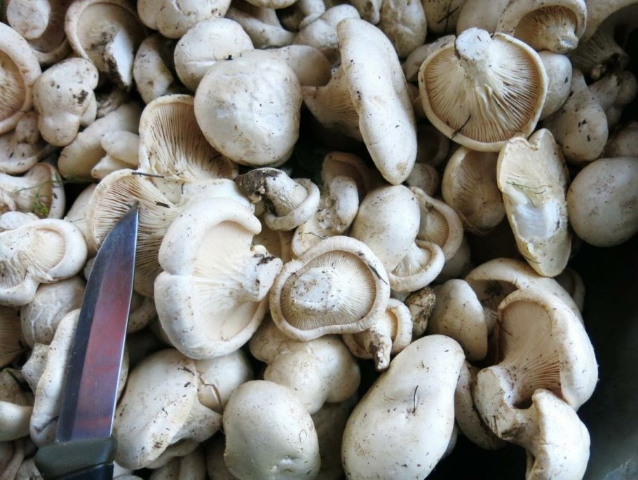Шампиньон горный Крымский гриб