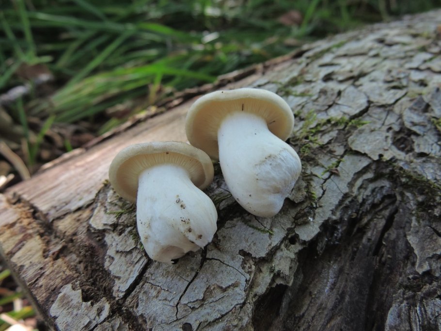 Шампиньон перелесковый