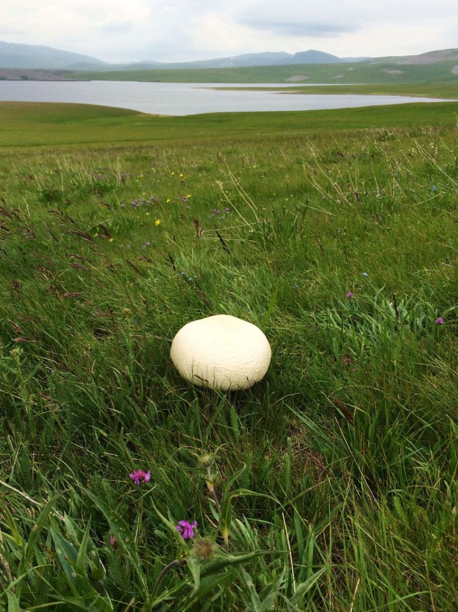 Грибы шампиньоны вес