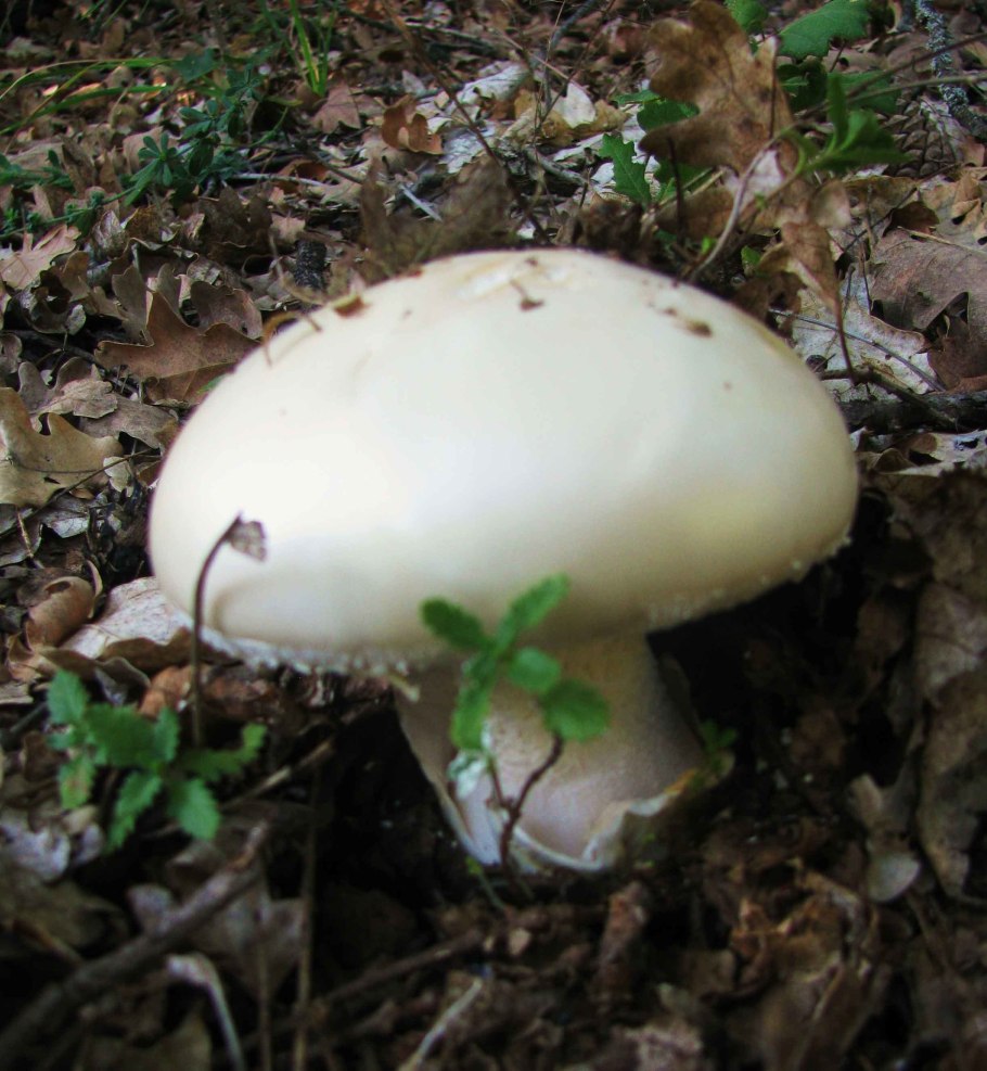 Крымский белый гриб