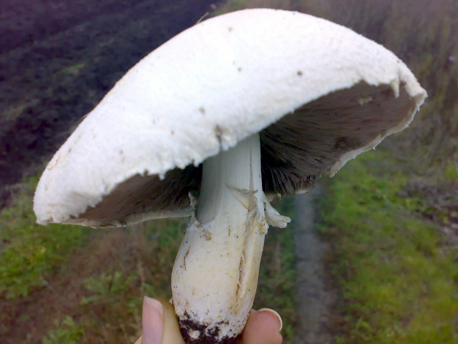 Шампиньон горный Крымский гриб