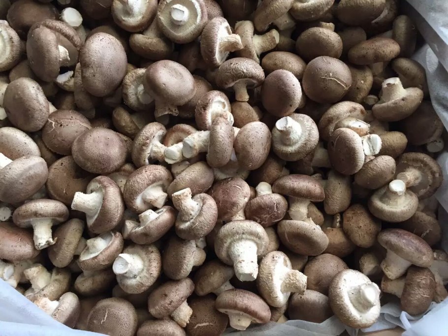 Крымский белый горный гриб