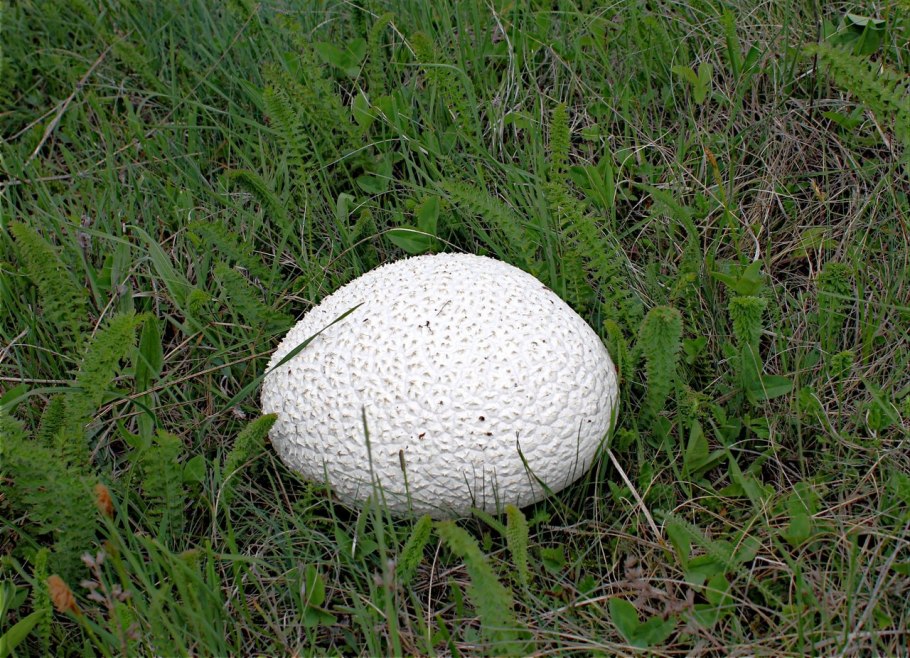 Шампиньон коричневый на зерновом субстрате