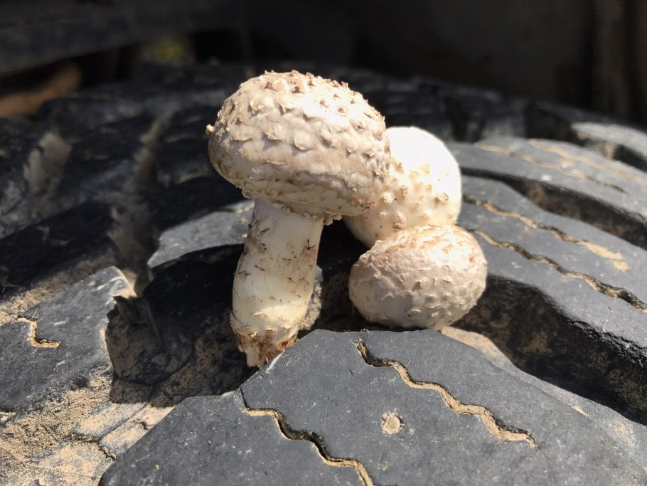 Степные шампиньоны шампиньоны