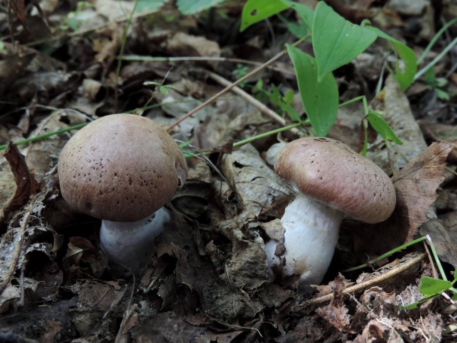 Шампиньон коричневый (60 мл.)