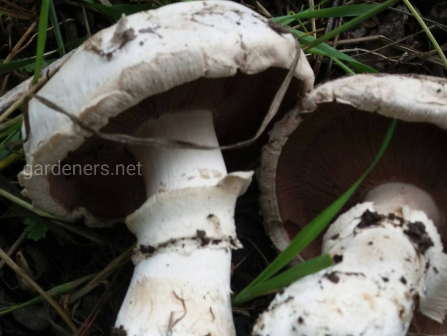 Шампиньон полевой шампиньон овечий