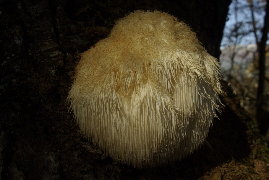 Большие грибы шампиньоны горные