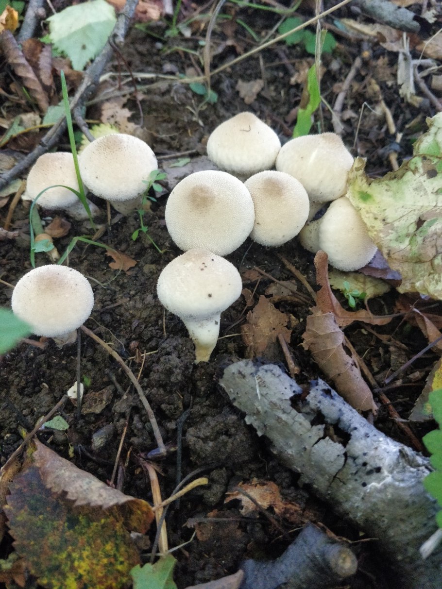 Шампиньоны степные