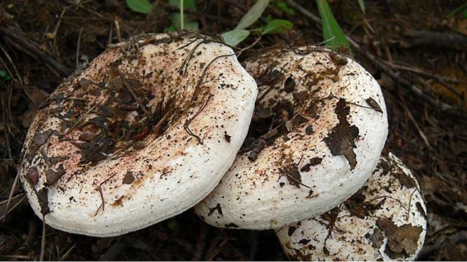 Осиновый груздь (Lactarius controversus)