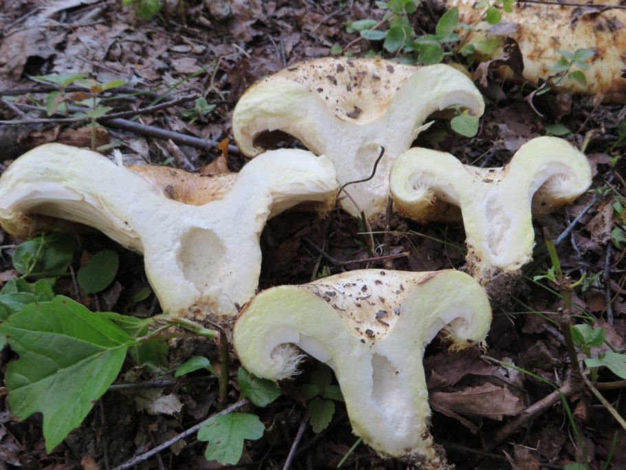 Осиновый груздь (Lactarius controversus)