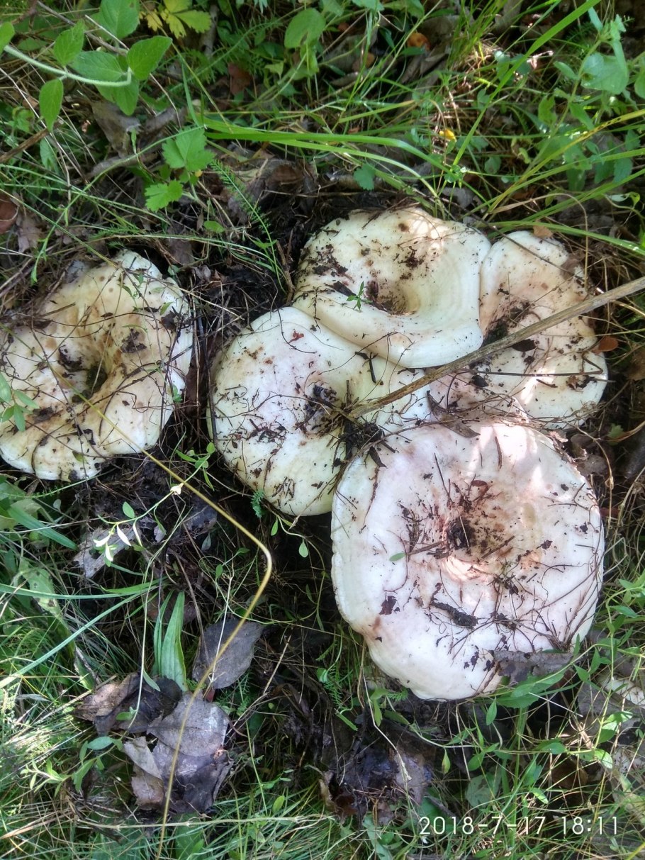 Осиновый груздь (Lactarius controversus)