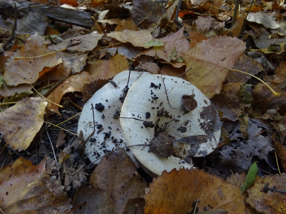 Бланширование груздей