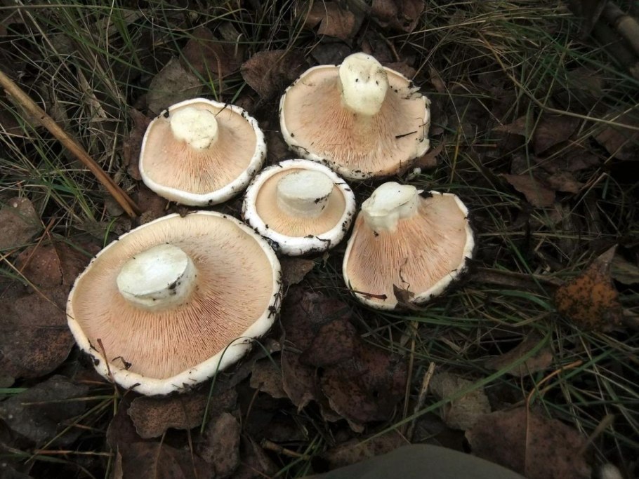 Груздь осиновый (Lactarius controversus pers.)