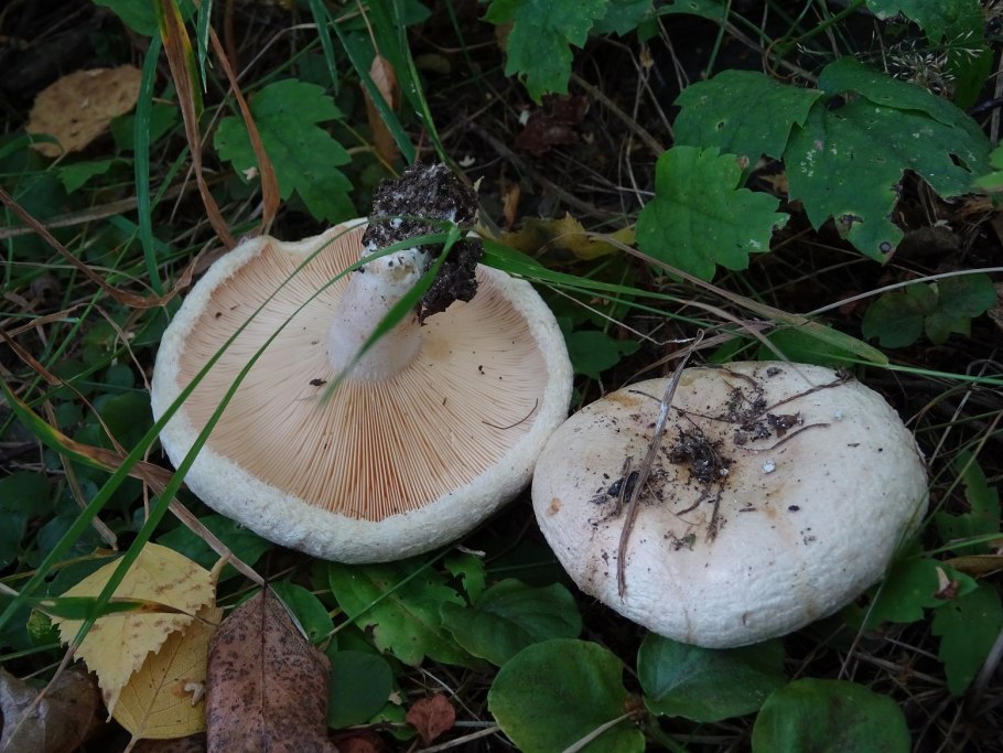 Грибы тополиные грузди