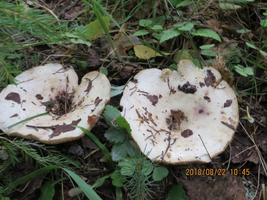 Скрипица Тополевый