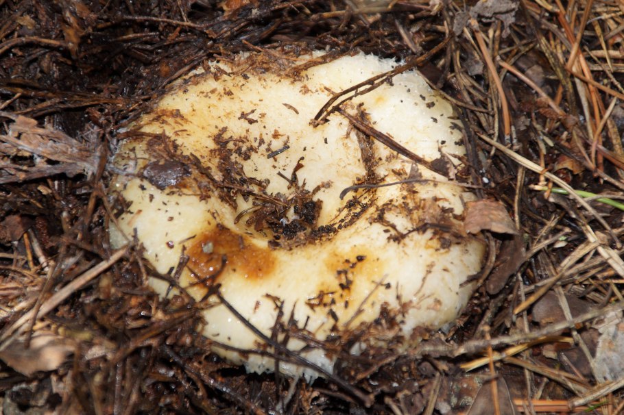 Груздь водянистозоновый (Lactarius aquizonatus)