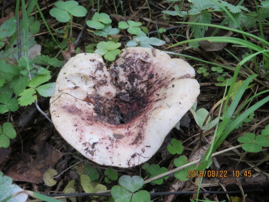 Осиновый груздь (Lactarius controversus)