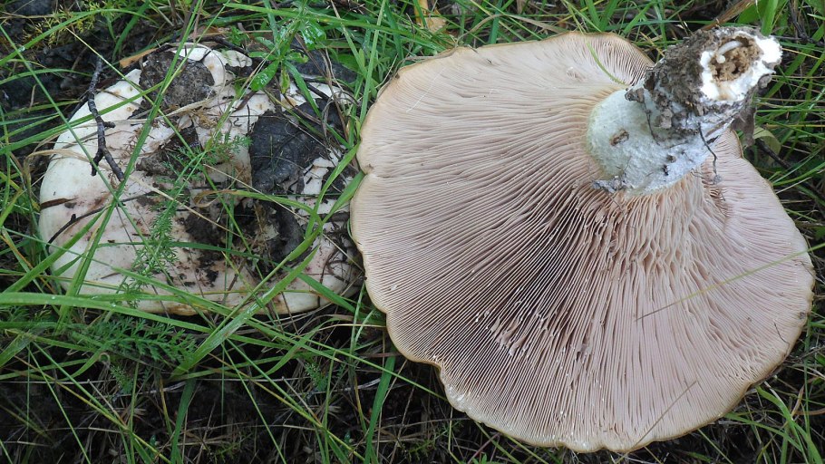 Груздь осиновый