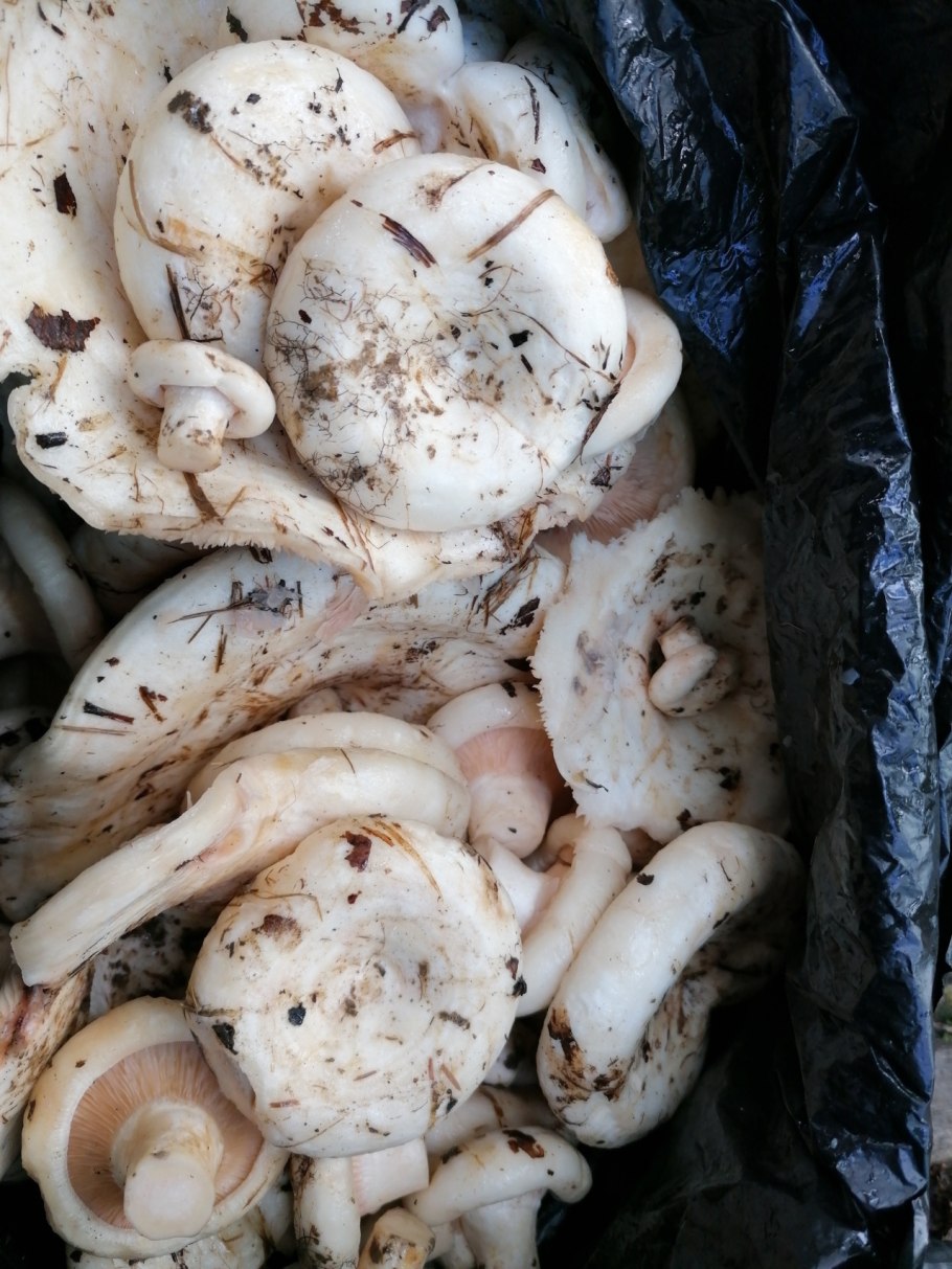 Грузди подтопольники