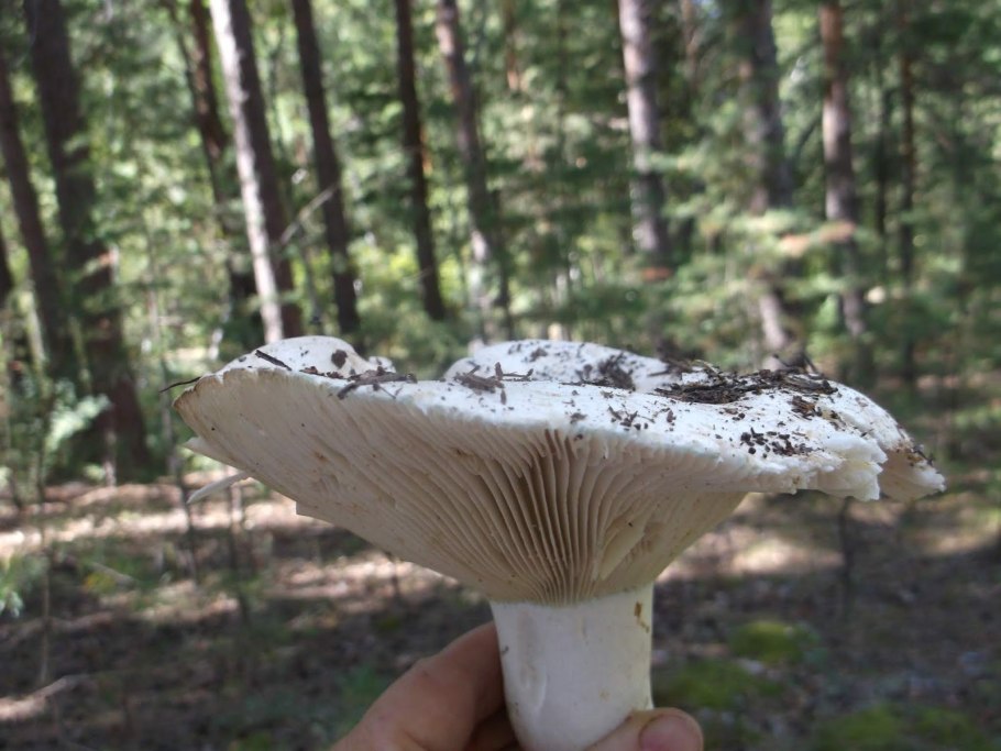 Груздь Чернушка зеленушка