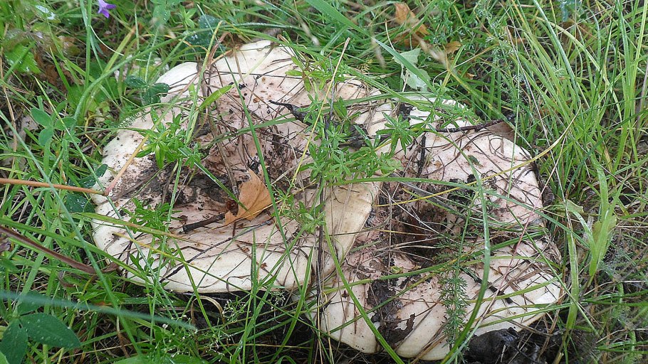 Груздь Сочинский