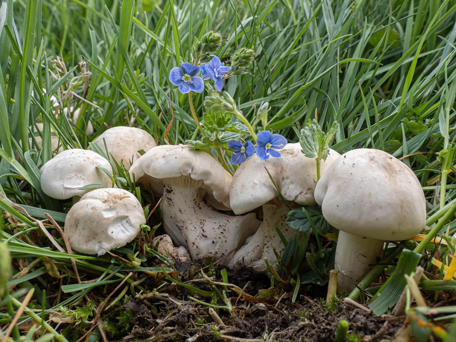 Рядовка Майская Calocybe gambosa