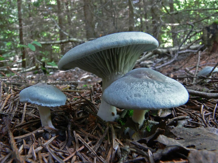Говорушка душистая (Clitocybe odora)
