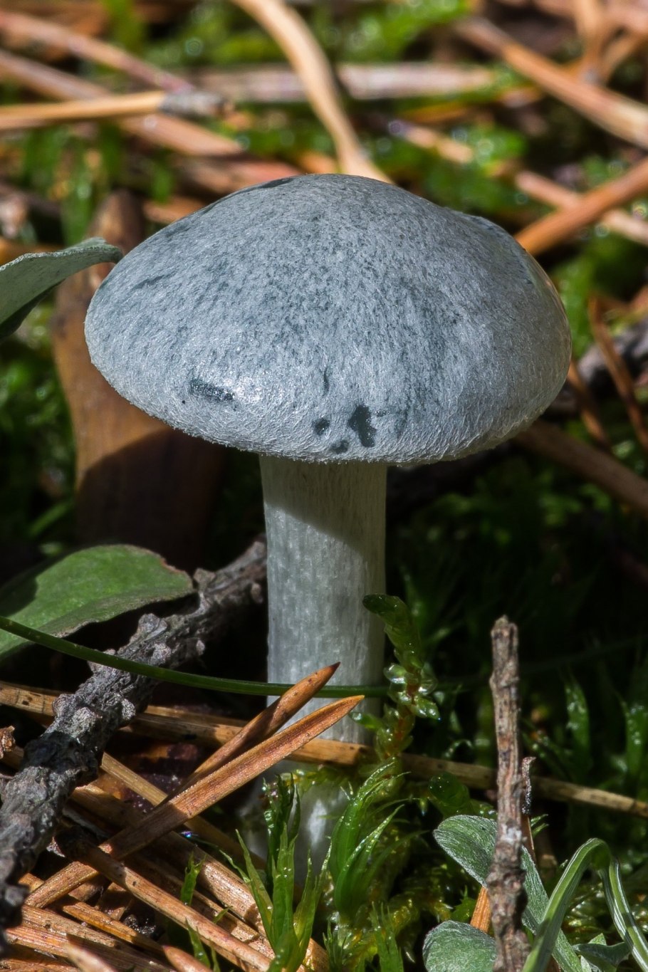 Говорушка анисовая пахучая