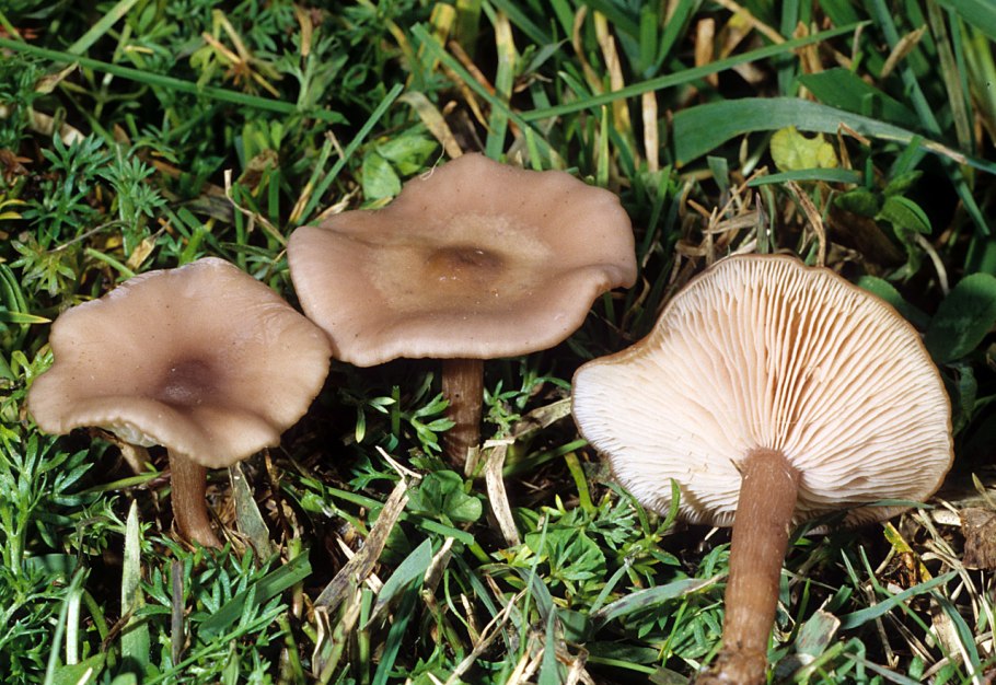 Лисичка ложная Hygrophoropsis aurantiaca