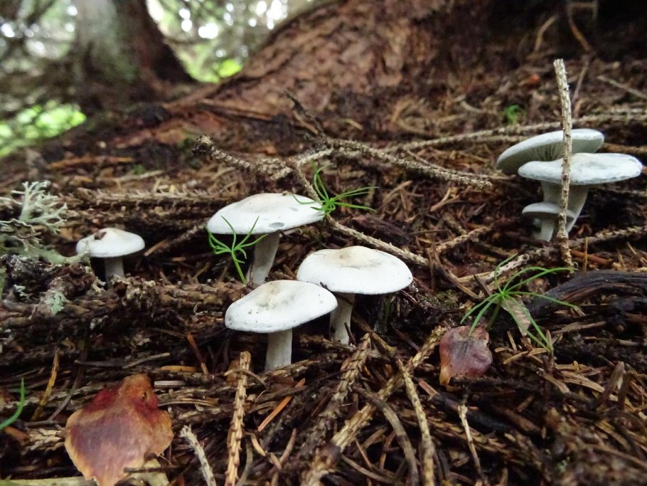 Говорушка душистая (Clitocybe odora)
