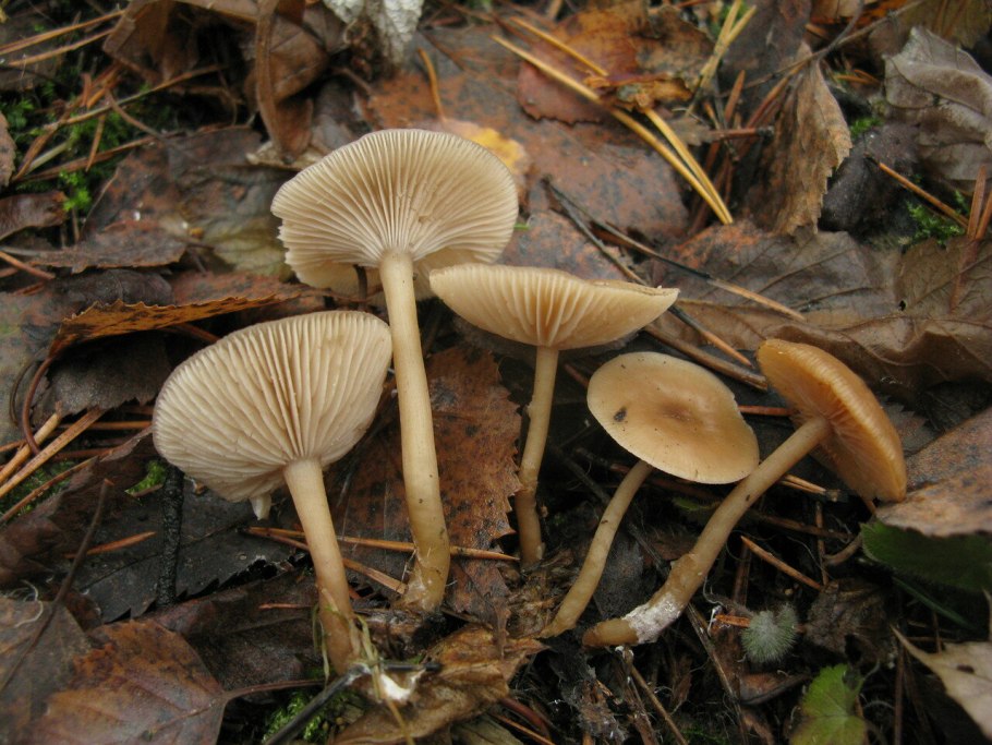 Рядовка землистая Tricholoma terreum