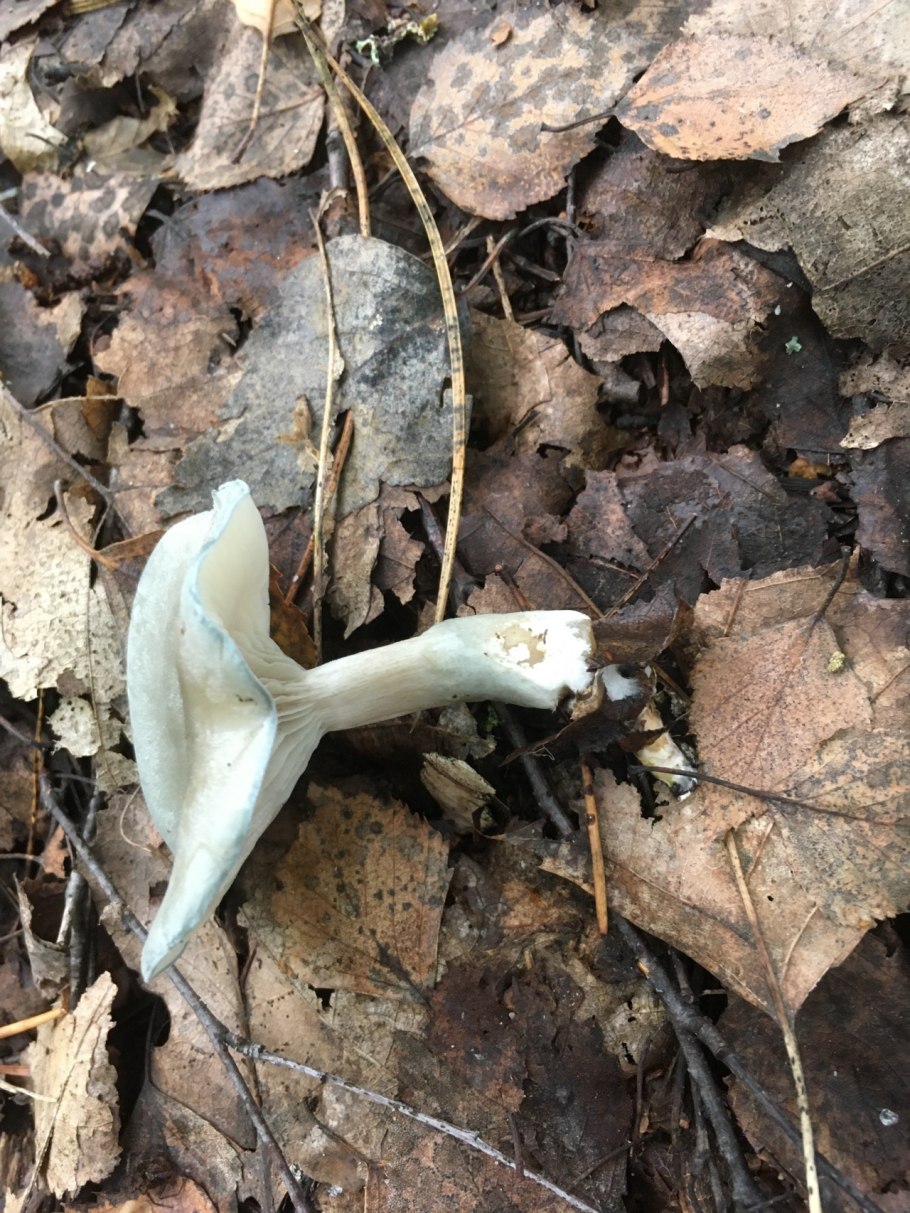 Говорушка душистая фото