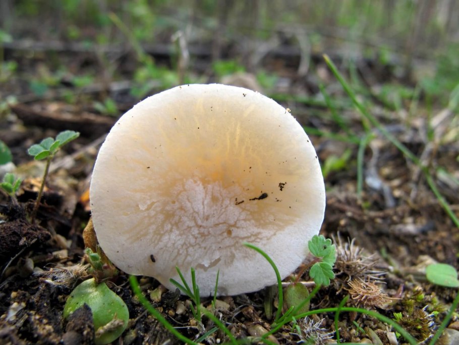 Говорушка бороздчатая