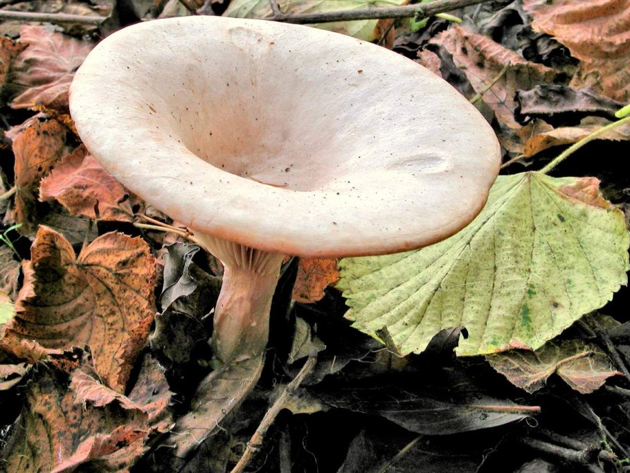 Грибы рода говорушка (Clitocybe)