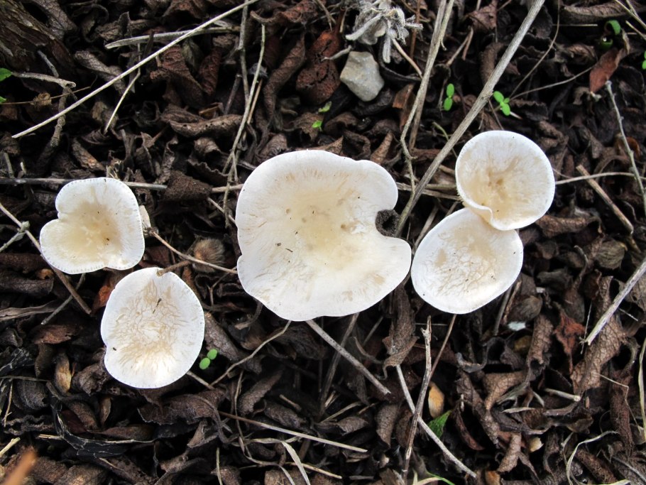 Говорушка восковатая гриб