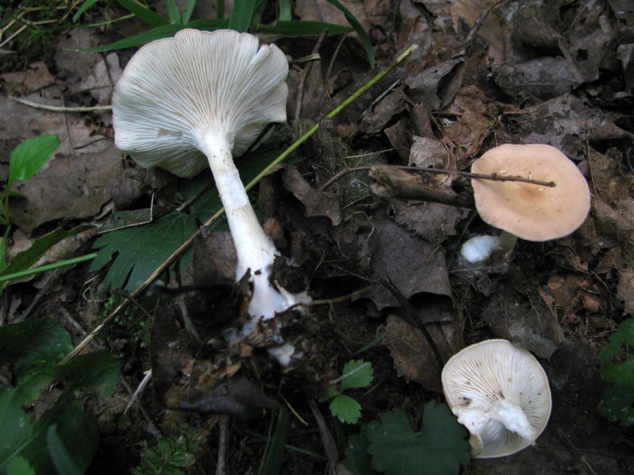 Гриб говорушка зимняя