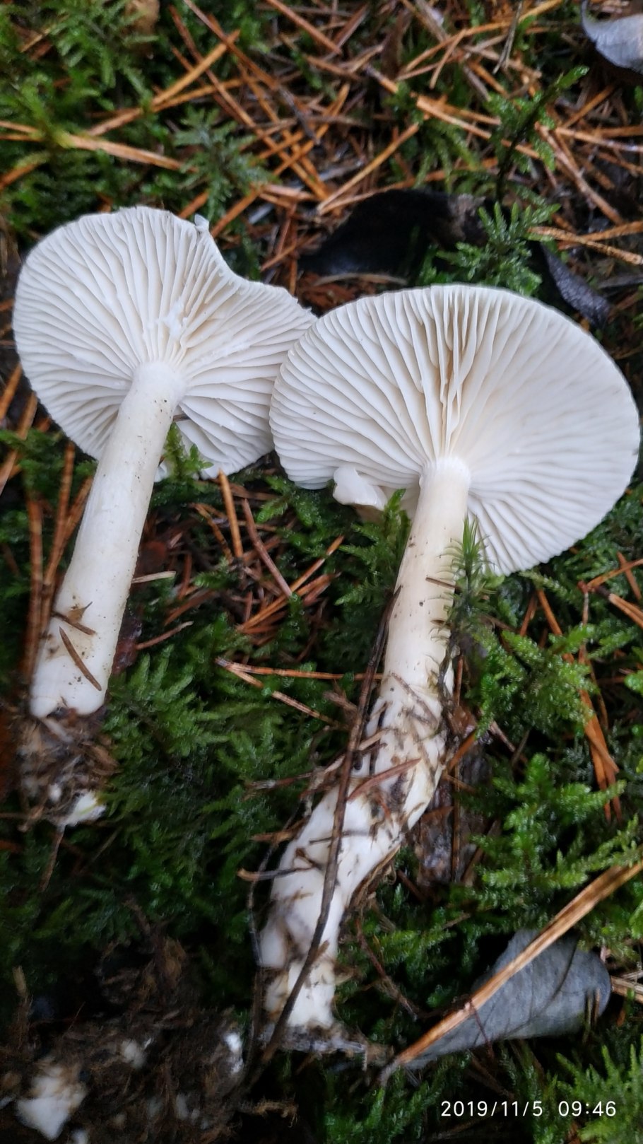 Гигрофор благоуханный hygrophorus agathosmus