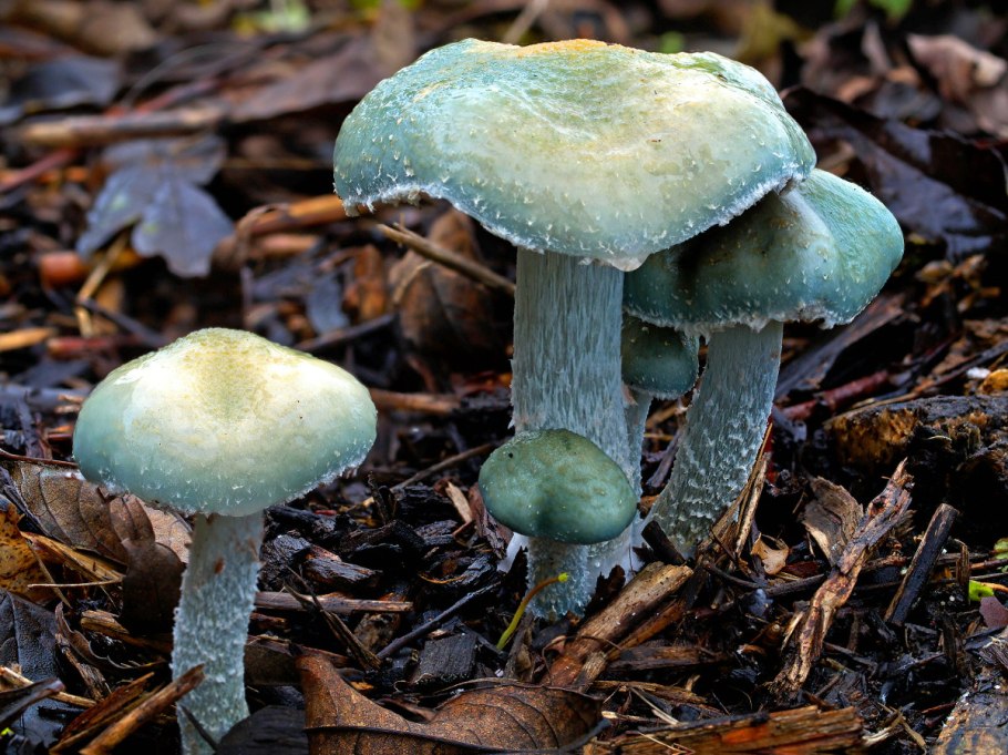 Stropharia caerulea