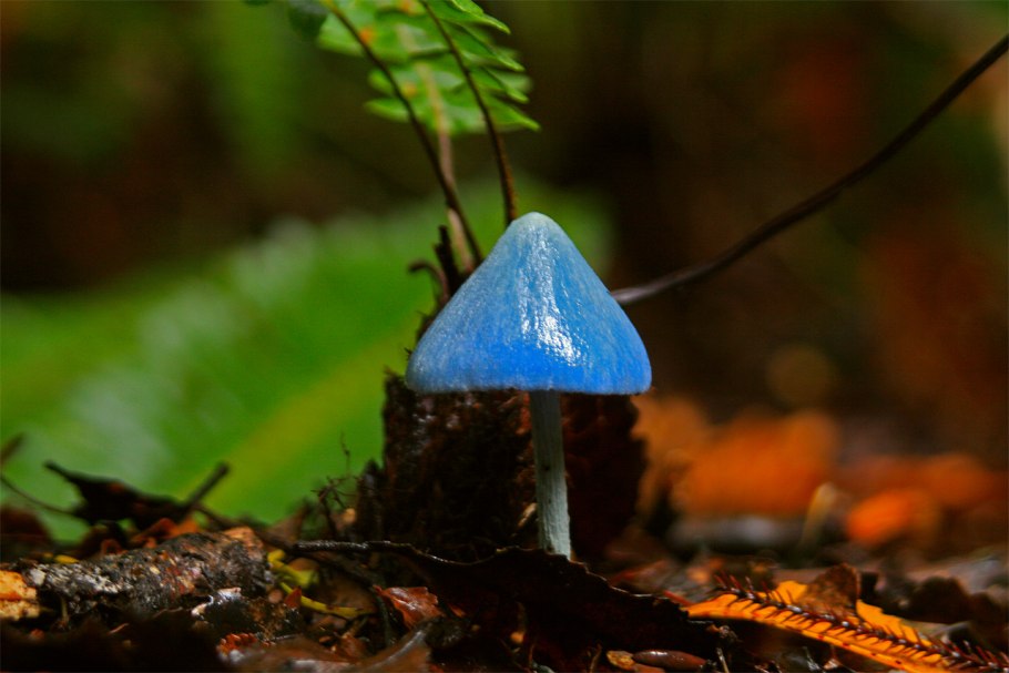 Синяя Энтолома Entoloma hochstetteri