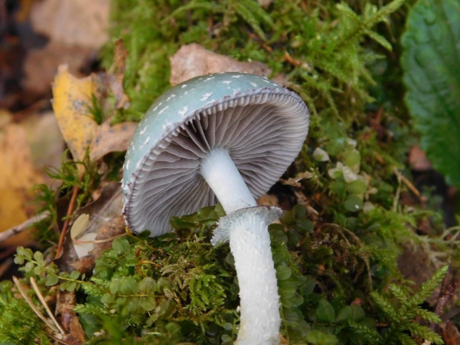 Тройшлинг ярь-медянковый