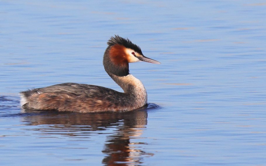 Гриб навозник белый