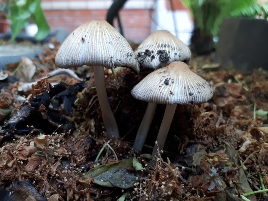 Mycena interrupta