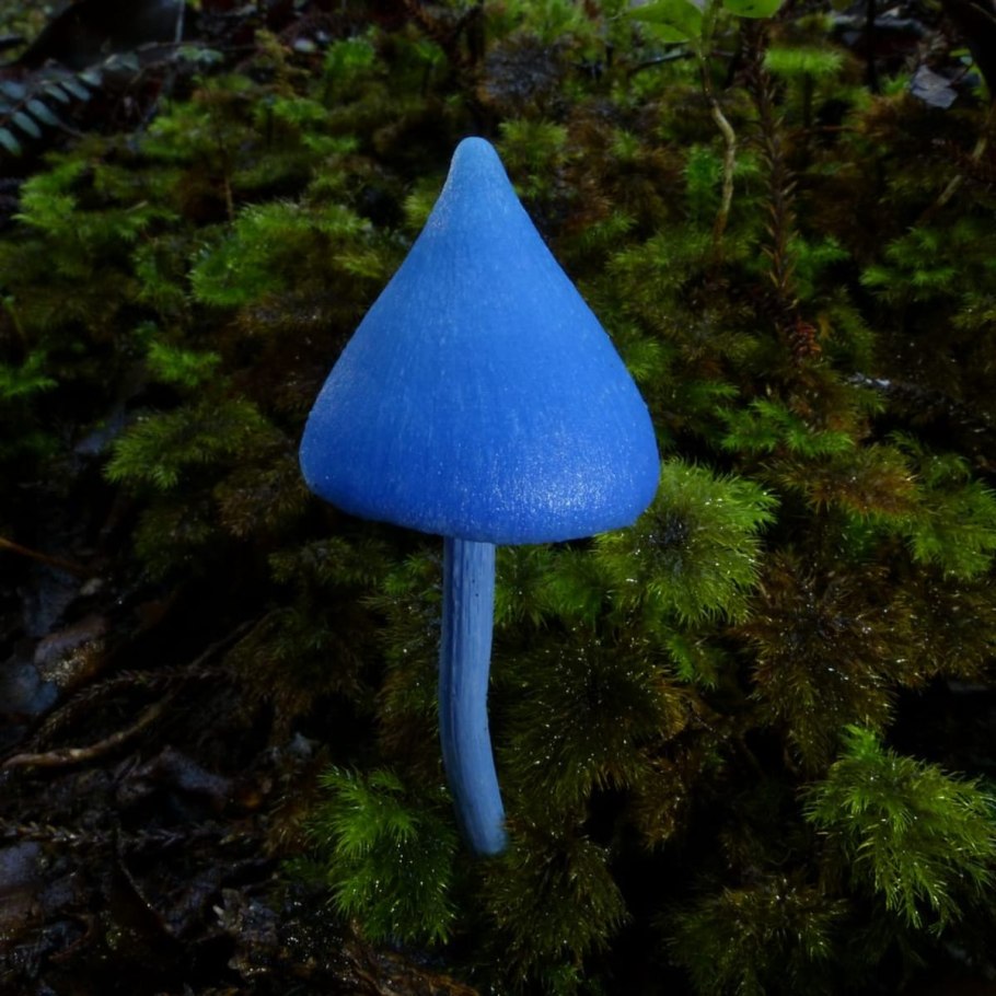 Синяя Энтолома Entoloma hochstetteri