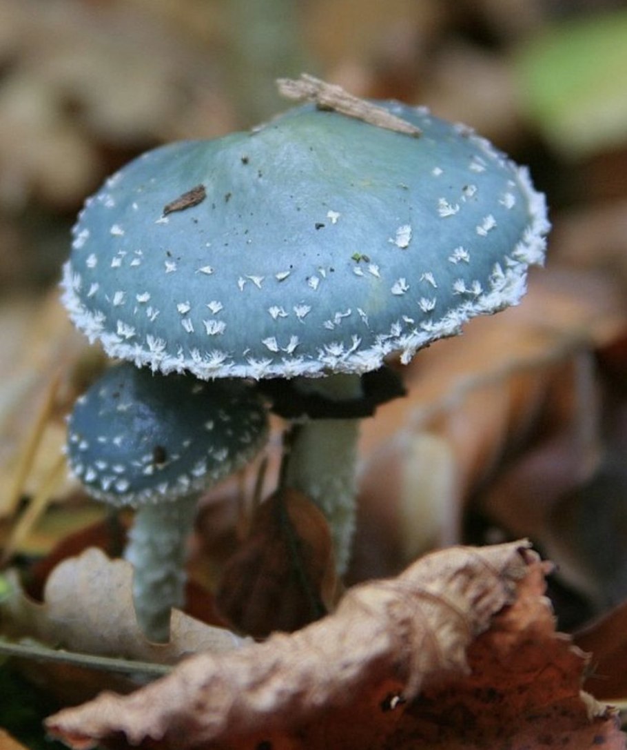 Грибы leratiomyces SP.