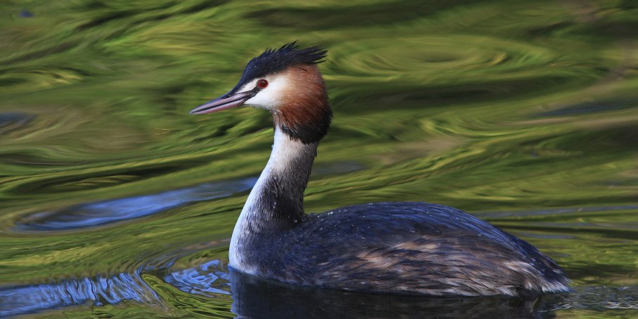 Псилоцибиновые грибы неон