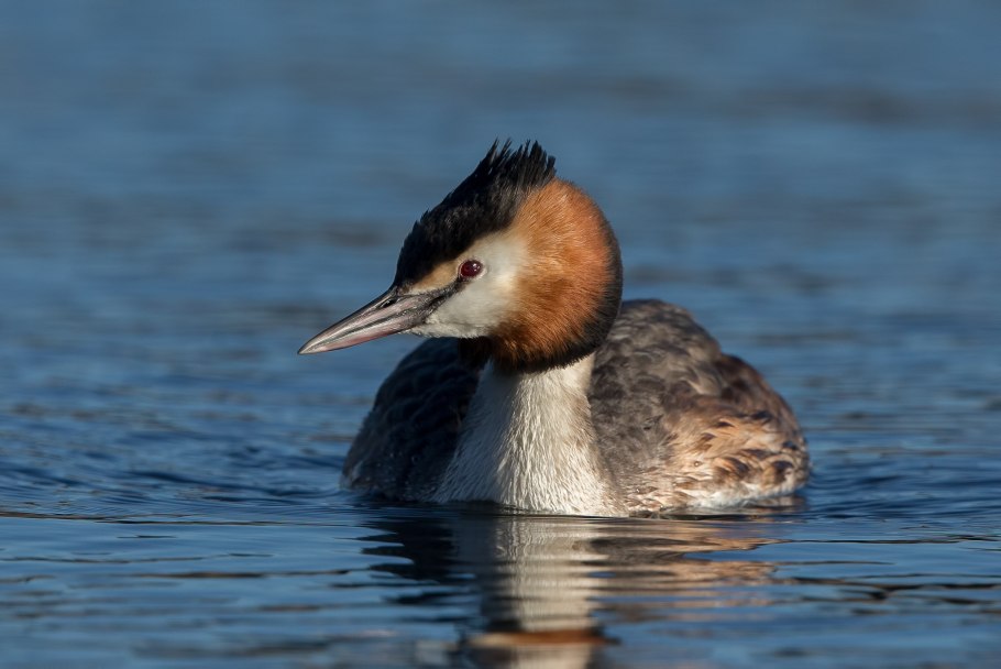 Ядовитые грибы мухомор поганка