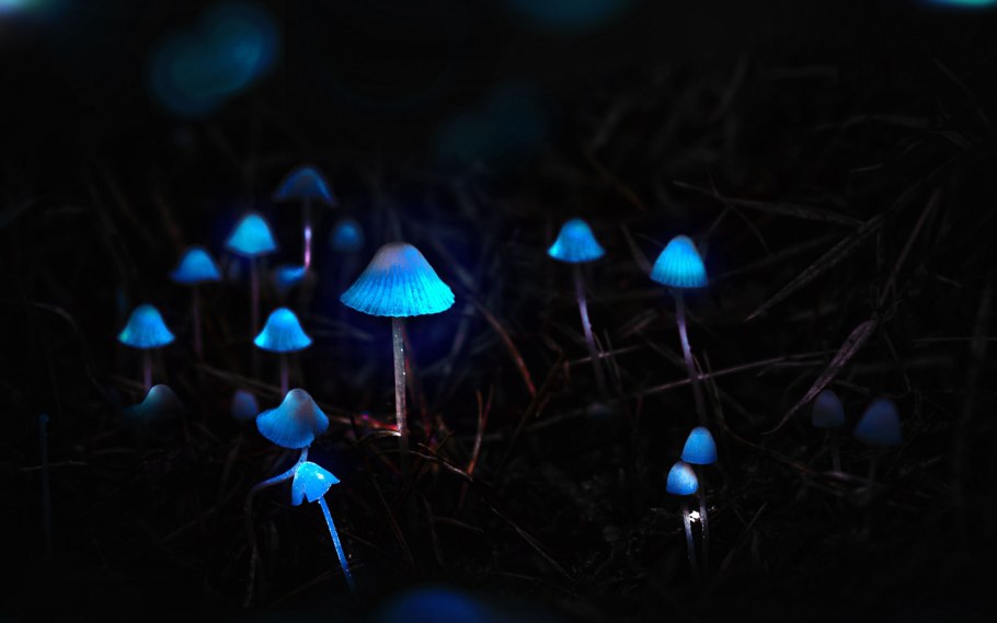Светящиеся грибы