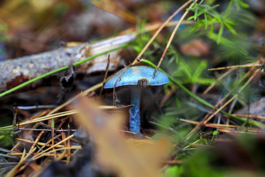 Поганка гриб фото