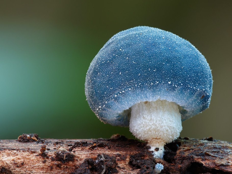 Фосфоресцирующие грибы